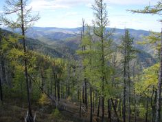 trees and mountains are in the distance with no leaves on them, as seen from above