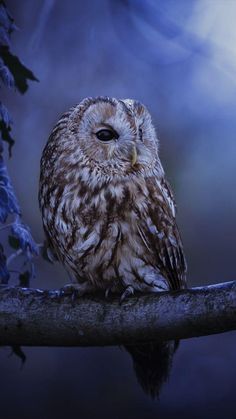 an owl sitting on top of a tree branch in front of a blue and black background