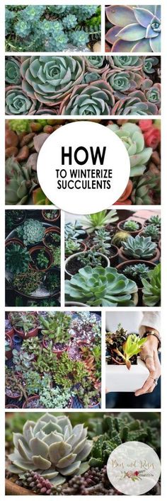 how to winterize succulents in the garden with text overlaying it