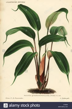 this is an illustration of a plant with large green leaves on the top and bottom