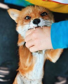 a person is petting a small red fox