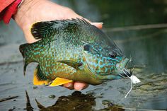 a person holding a fish in their hand