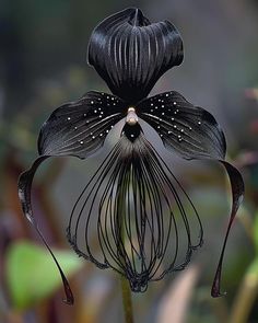 a black flower with white dots on it's petals and long, thin stems