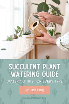 a person pouring water into a potted plant with text overlay reading succulent plant watering guide watering tips for every type on the blog