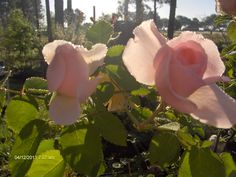 two pink roses with green leaves in the foreground and trees in the back ground