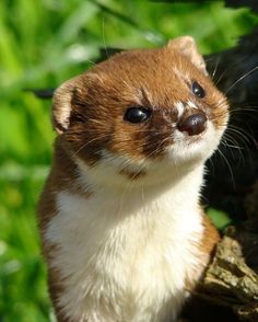 a brown and white animal standing on top of a tree branch next to green leaves