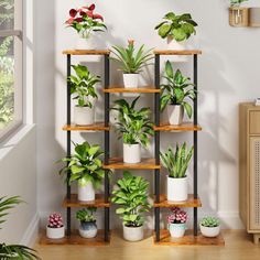 there are many potted plants on the shelves