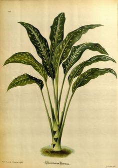 an illustration of a plant with green leaves