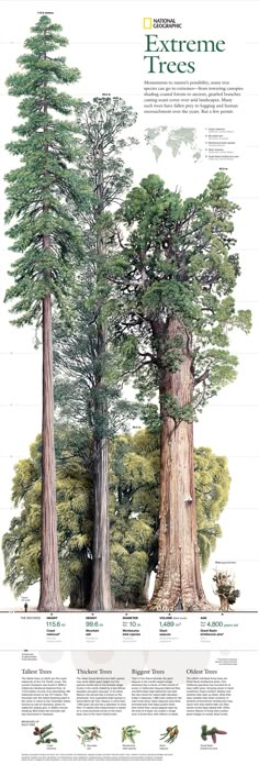 an illustrated poster showing the different types of trees in the forest, with information about each tree