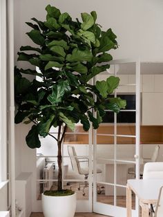 a potted plant sitting on top of a wooden table next to a white chair