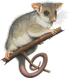 a mouse sitting on top of a stick with a worm in it's mouth