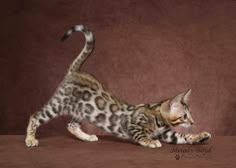 a small kitten playing with its paw on a brown tableclothed surface in front of a red wall