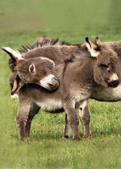 two small donkeys are standing in the grass with their heads on each other's back