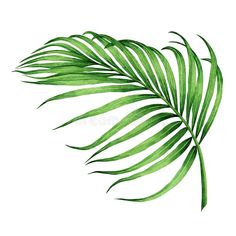 green palm leaf on white background