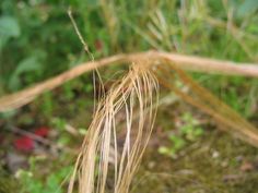 a close up view of some grass in the ground