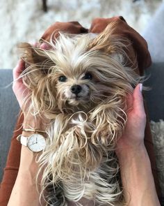 a person holding a small dog in their arms