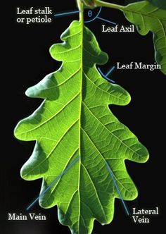 a green leaf hanging from a tree branch