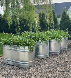 several metal containers with plants growing out of them