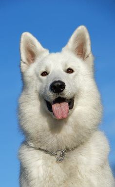 a white dog with its tongue hanging out looking at the camera while standing in front of a blue sky