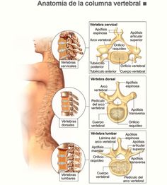 the anatomy of the back and neck, with different sections labeled in latin text below