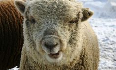 a close up of a sheep in the snow