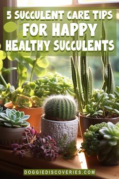 succulent care tips for happy healthy succulents