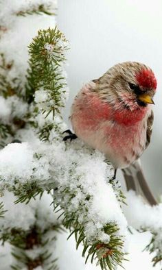 a small bird perched on top of a tree branch covered in snow