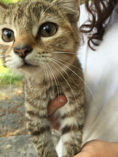 a small kitten being held by someone's hand in front of trees and grass