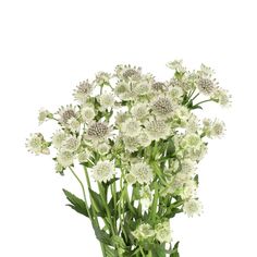 a bunch of white flowers are in a vase with green stems and leaves on it