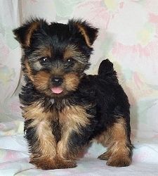 a small black and brown dog sitting on top of a bed