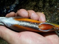 a person holding a fish in their hand