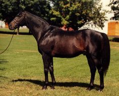 a large black horse standing on top of a lush green field next to a tree