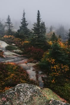 foggy mountain with trees and rocks in the foreground