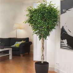 a potted tree in a living room next to a couch