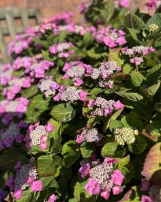 pink and white flowers in the middle of green leaves on a bushy planter