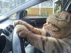 a cat sitting in the driver's seat of a car with its paw on the steering wheel