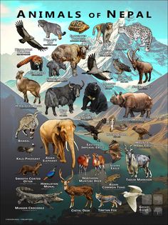 an animal poster with all the different kinds of animals in it's natural habitat