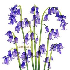 purple flowers with green stems on a white background