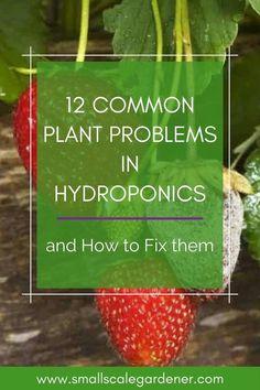 strawberries growing on the vine with text overlay that reads, 12 common plant problems in hydroponics and how to fix them