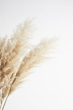 some brown and white flowers on a white background with water in the bottom right corner