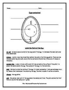 teaching parts of an egg | Preschool cooking, Teaching science, Eggs