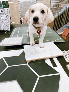 a white dog standing on top of a table next to tiles and other items in a store