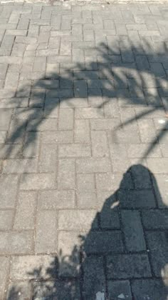 the shadow of a person holding a skateboard in front of a tree on a brick sidewalk