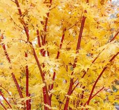 yellow and red leaves on a tree in the fall