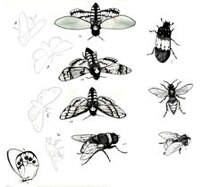 32 Cockroach Tattoo Drawings ideas | tattoo drawings, cockroaches, tattoos