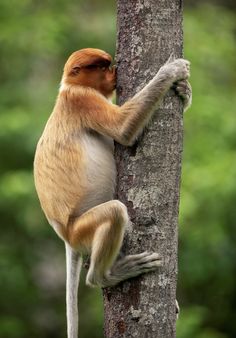 a brown and white monkey climbing up the side of a tree trunk with it's hands on its back