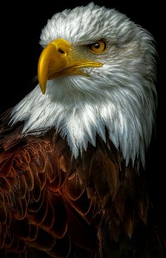 an eagle is photographed against a black background in this artistic photograph, it appears to be looking at the camera