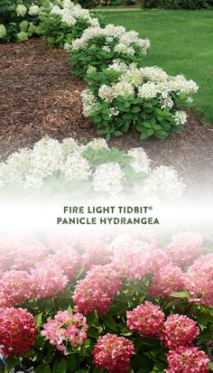 firelight tidbitp panicle hydrangea is shown in three different colors