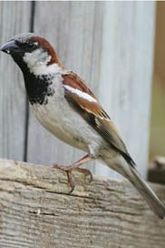 a small bird perched on top of a wooden fence