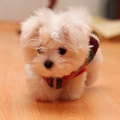 a small white dog standing on top of a wooden floor